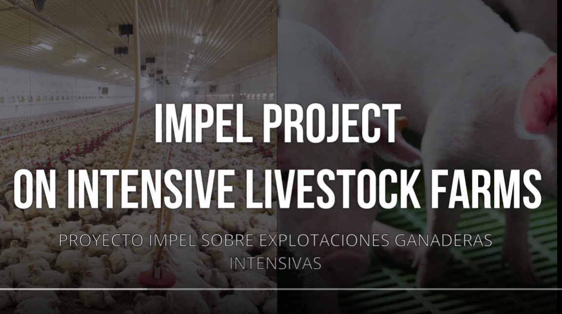 Imagen de enlace al vídeo IMPEL project